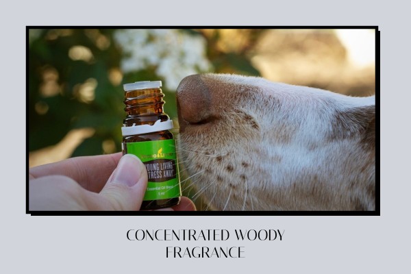 concentrated woody fragrance